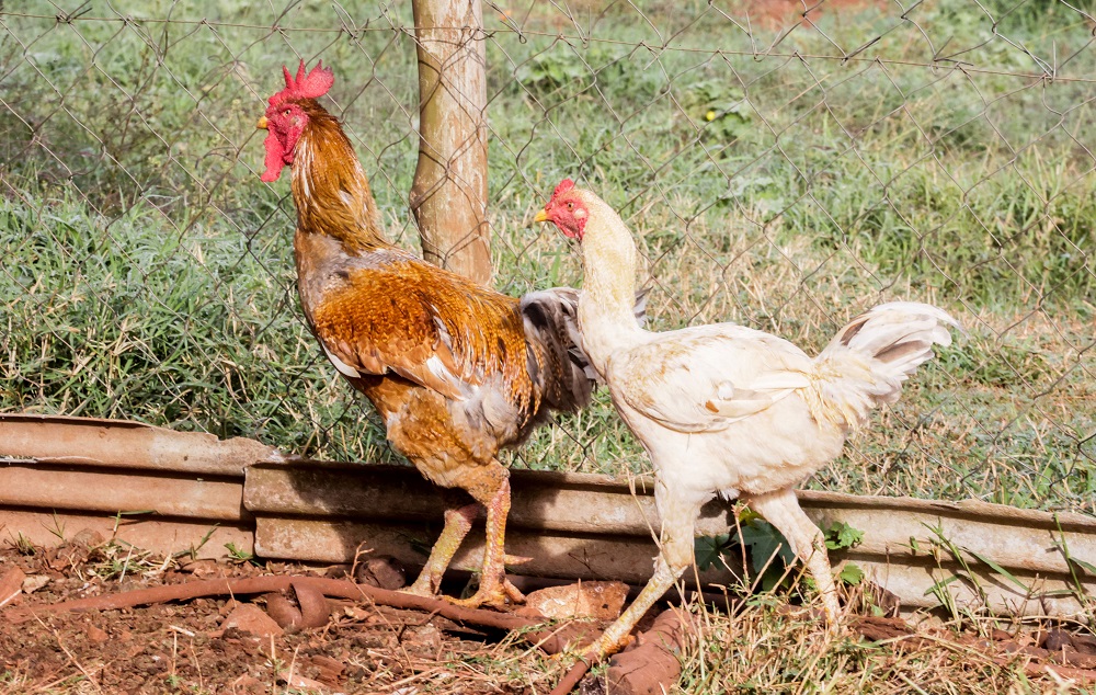 SUSPENSÃO DE COMPRA DE FRANGO PELA CHINA