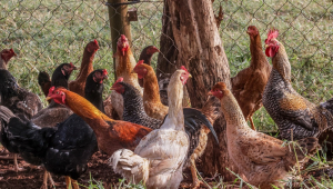 SUSPENSÃO DE COMPRA DE FRANGO PELA CHINA