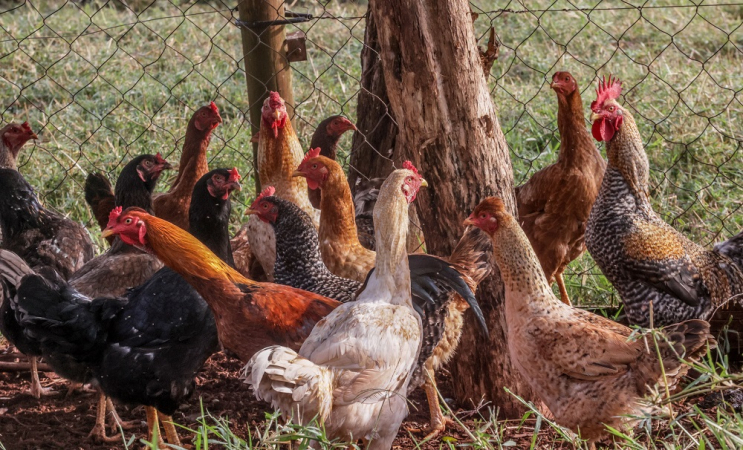 SUSPENSÃO DE COMPRA DE FRANGO PELA CHINA