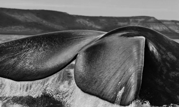 Genesis-A Franca-Austral Whale between Gulf San Jose and Gulf Nuevo, Valdés Peninsula, Argentina, 2004