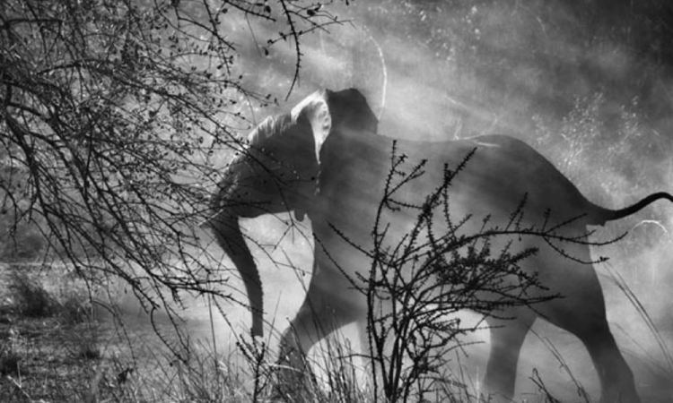 Persecuted by stealthy hunters in Zambia, the elephants (African Loxodonta) are afraid of men and vehicles, and usually quickly enter the bush, frightened. Kafue National Park, Zambia. 2010
