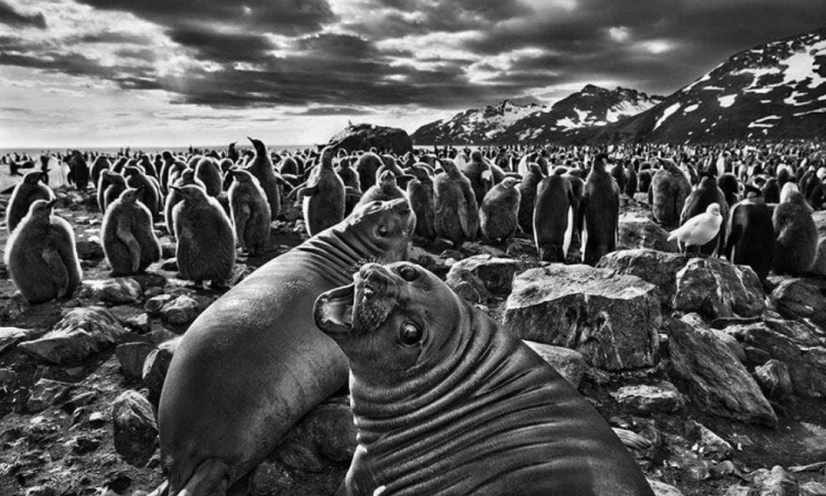 Marine elephant puppies in Saint Andrews Bay. Georgia do Sul, 2009.