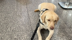 Voo é cancelado após TAP não embarcar cão de criança autista