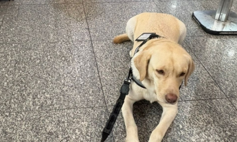 TAP cancela voo após recusar embarque de cão de serviço de criança autista