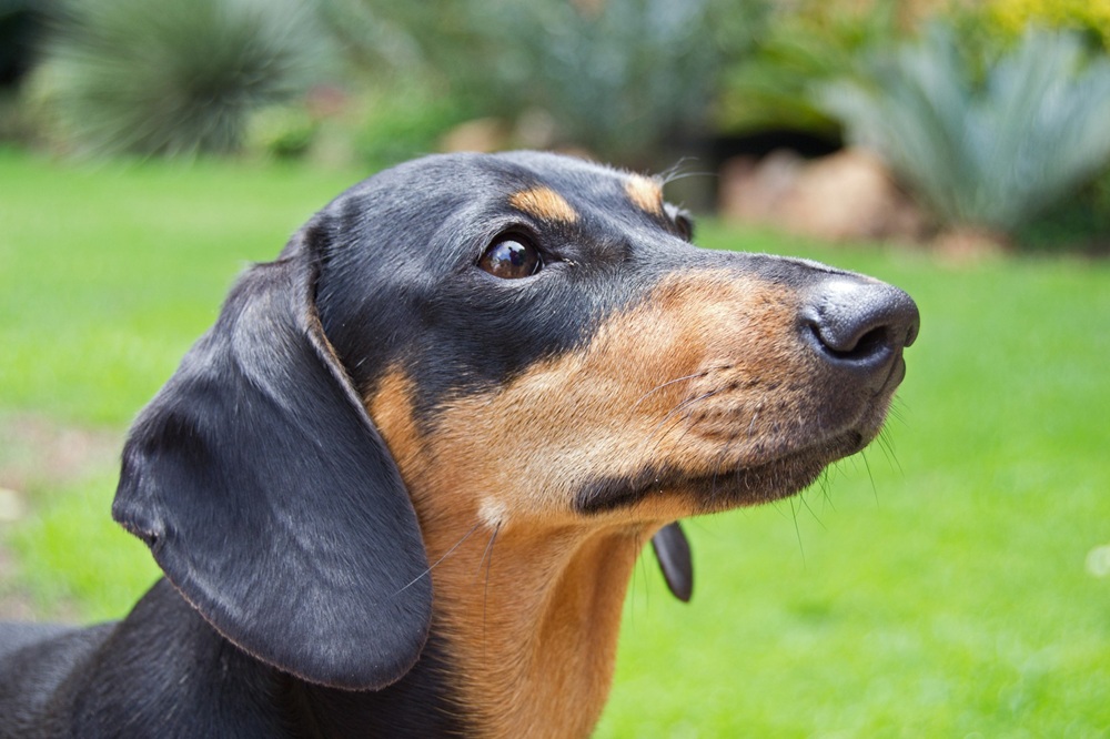 Dachshunds