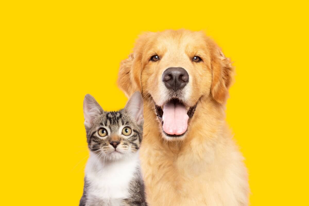 As doenças renais afetam uma parcela significativa da população de pets 