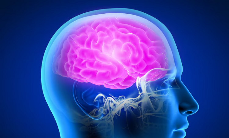 Dupla de neurocientistas recebe The Brain Prize 2025 por pesquisas inovadoras sobre câncer cerebral