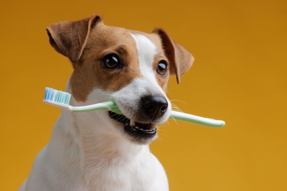 Os dentes dos animais também necessitam de cuidados