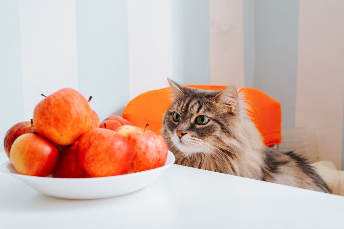 Frutas como maçã devem ser oferecidas em pequena quantidade e sem sementes