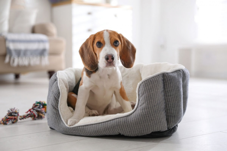 Veja o que fazer caso seu animal sofra uma queda