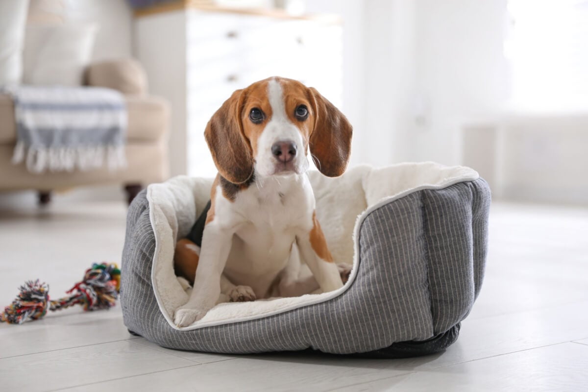 As quedas de cães e gatos são comuns, e os tutores precisam estar atentos aos sinais de desconforto