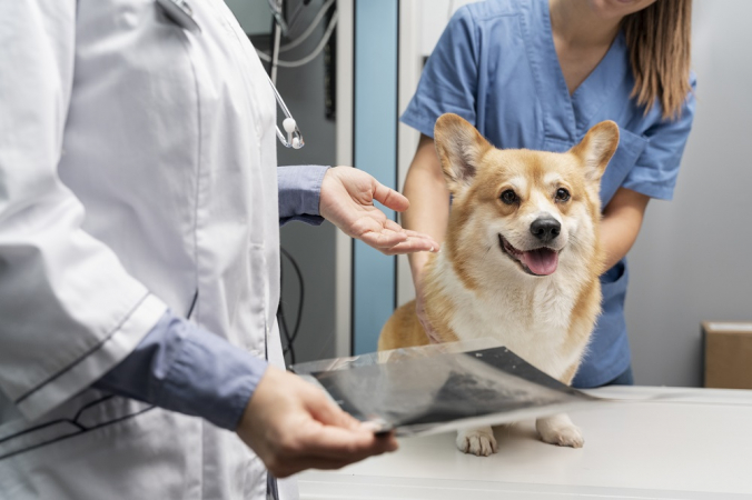 veterinario