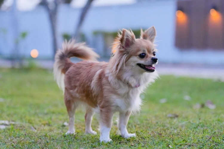 10 nomes para cachorros inspirados em personagens históricos