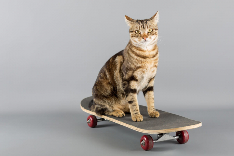 12 nomes de atletas para gatos