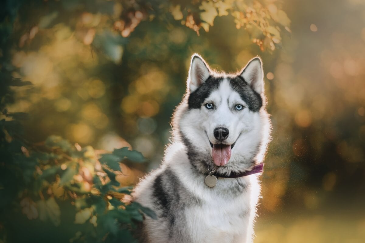 Para cães de porte grande e ou de comportamento destemido, nomes fortes podem ser uma escolha ideal