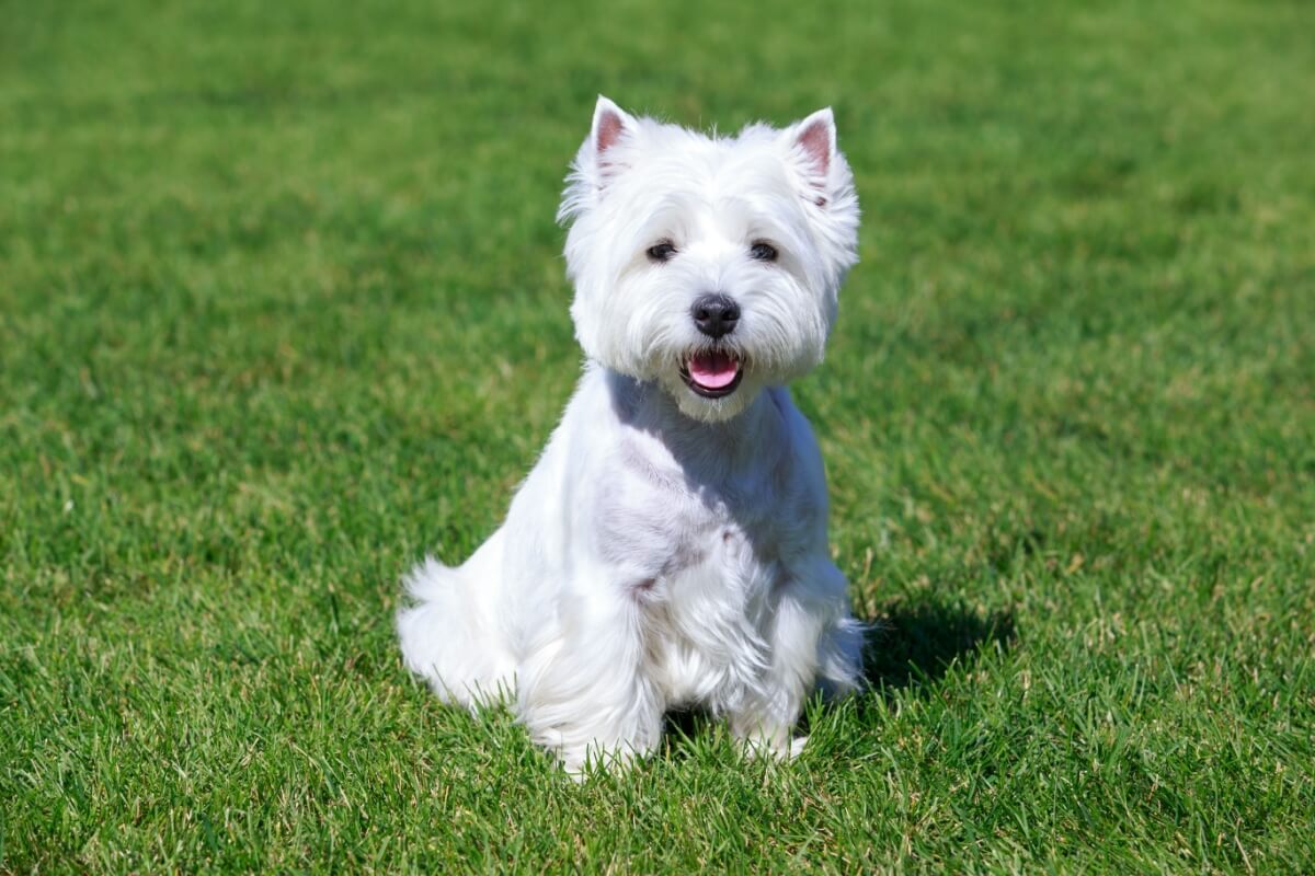 Os cachorros da raça west highland white terrier têm temperamento alegre, aparência encantadora e tamanho pequeno 
