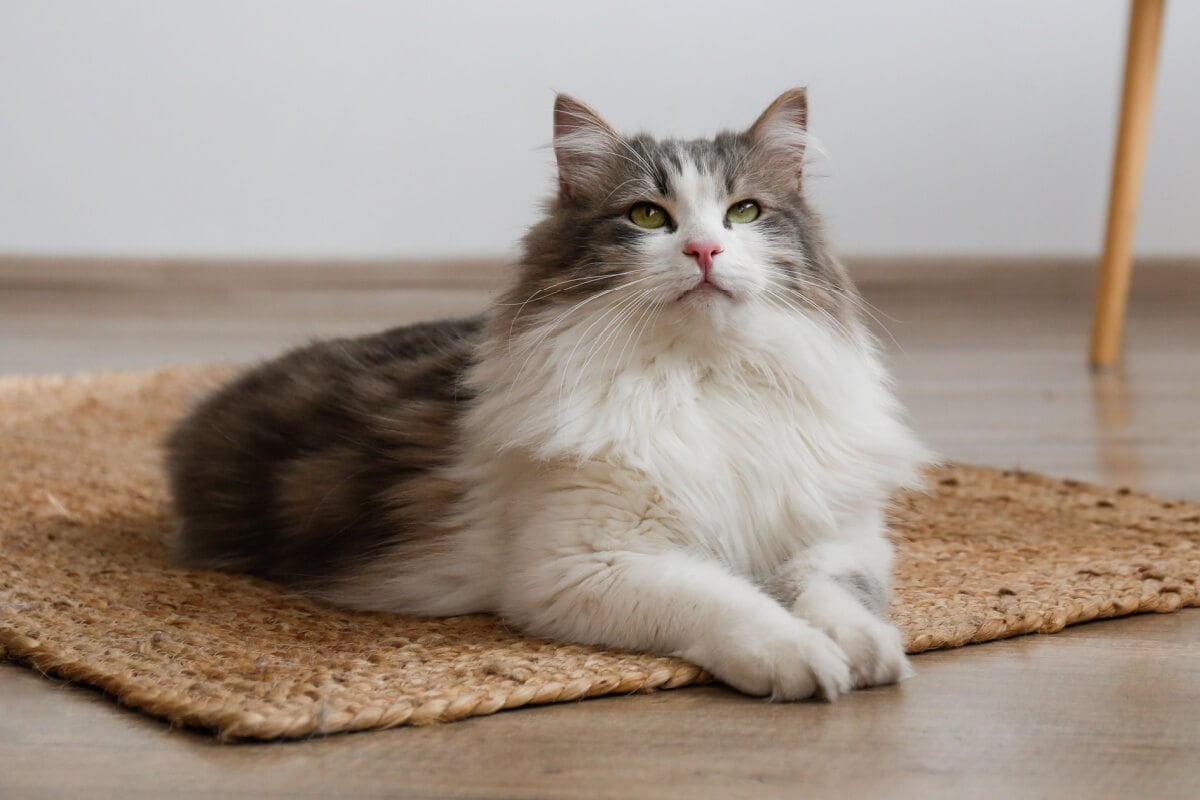 O gato siberiano tem características que o tornam popular em diversos países 