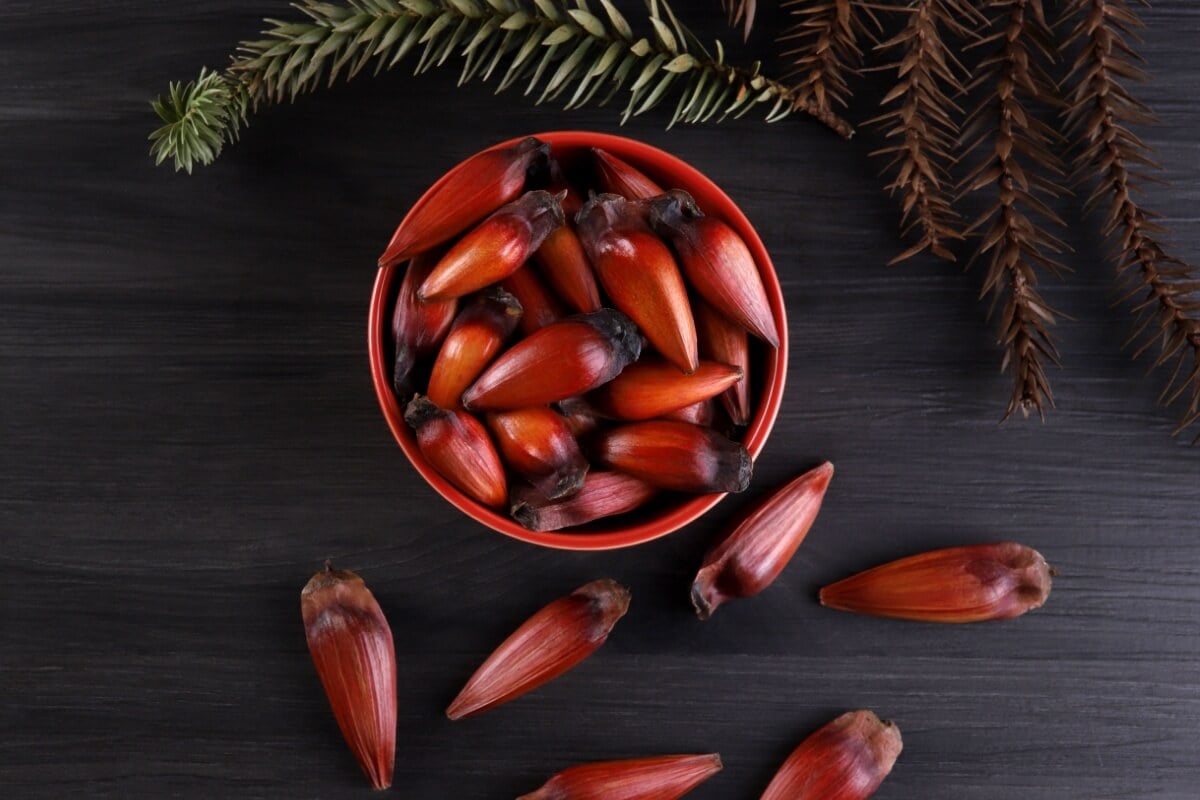 Além de ter um sabor que conquista muitas pessoas ao redor do país, o pinhão também é um alimento fonte de bons nutrientes 