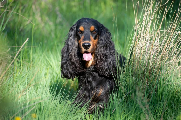 7 raças de cachorro com orelhas grandes 