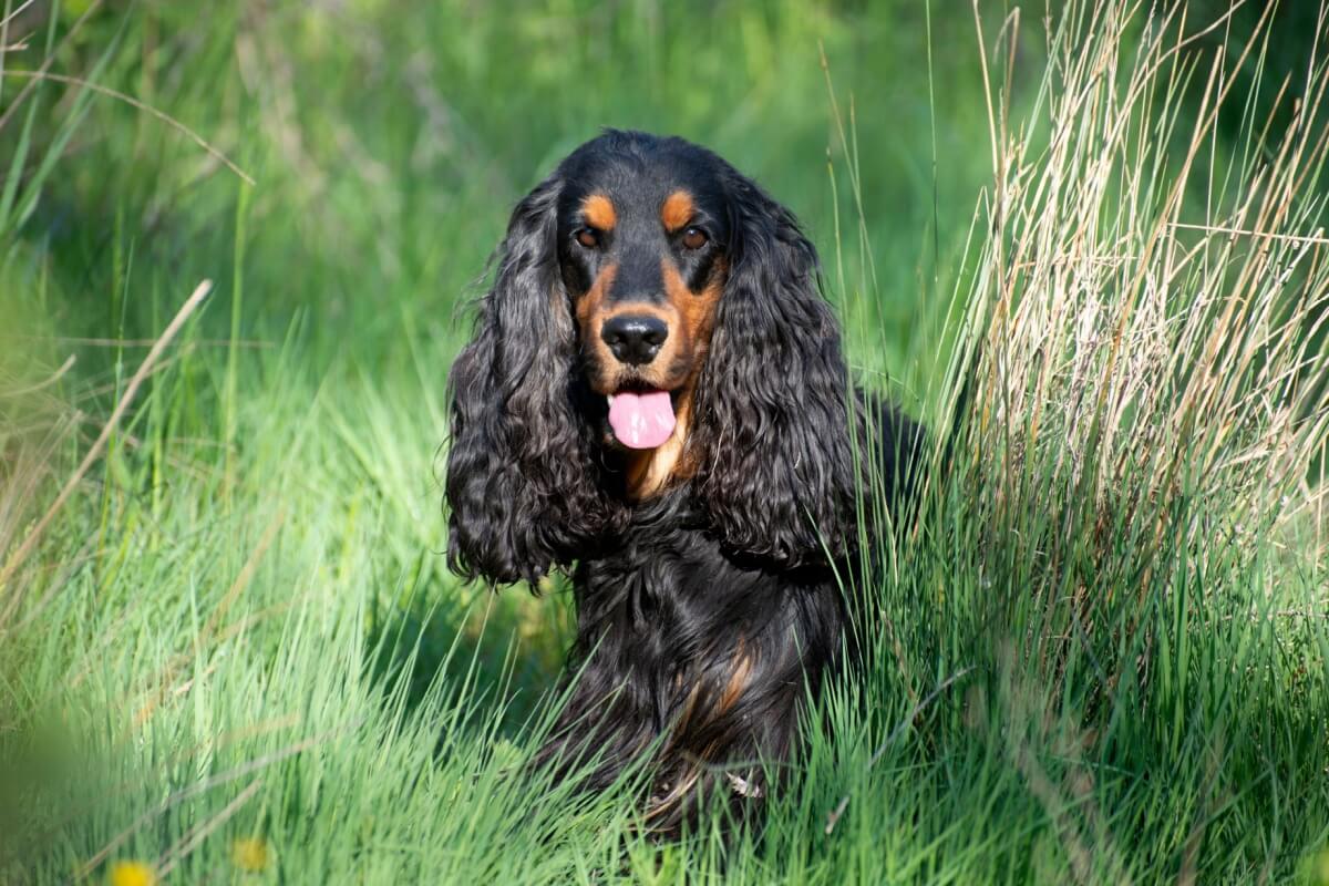 7 raças de cachorro com orelhas grandes 