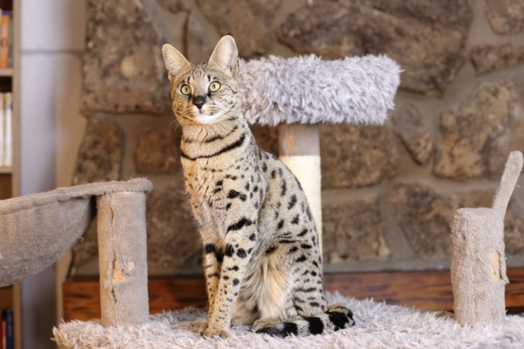 7 raças de gato mais enérgicas 