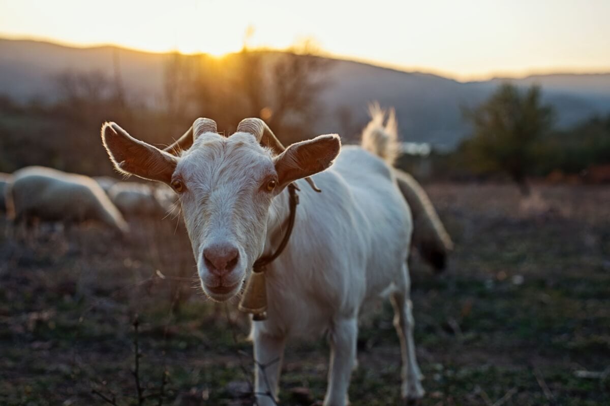 As cabras surpreendem com seu comportamento, inteligência e habilidades únicas