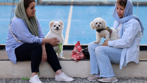 Iranianos sentados com seus cães em um parque em Teerã, em 8 de junho de 2025. As autoridades iranianas expandiram a proibição de passear com cães em público para várias cidades do país, alegando preocupações com a saúde pública, a ordem social e a segurança, informou a mídia local em 8 de junho. Ter e passear com cães tem sido um tema controverso desde a Revolução Islâmica de 1979 no Irã, embora não haja nenhuma lei que proíba totalmente a posse de cães