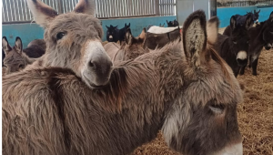 Burros no The Donkey Sanctuary