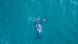 This aerial view shows southern right whales (Eubalaena australis) swimming off the coast of Infanta, near the Breede River estuary, on October 21, 2022. (Photo by Wikus de Wet / AFP)