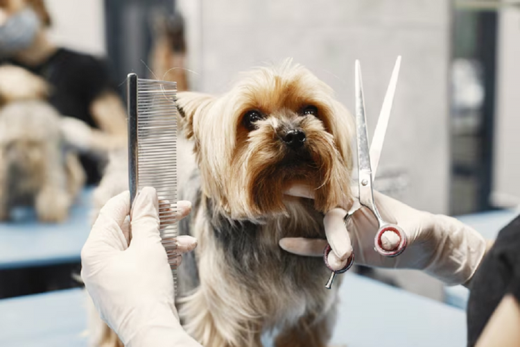 Câmara dos Deputados aprova projeto de lei para regulamentar profissionais de cuidado animal