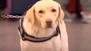 O cachorro Teddy finalmente chegou a Portugal