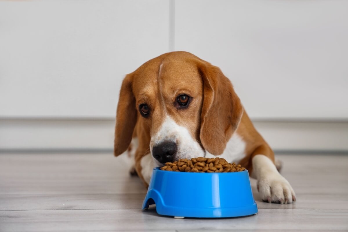 A transição alimentar dos pets é importante para evitar reações gastrointestinais 