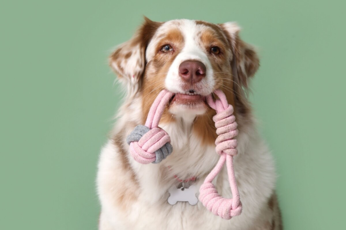 Alguns nomes são ideais para cachorros com muita energia 