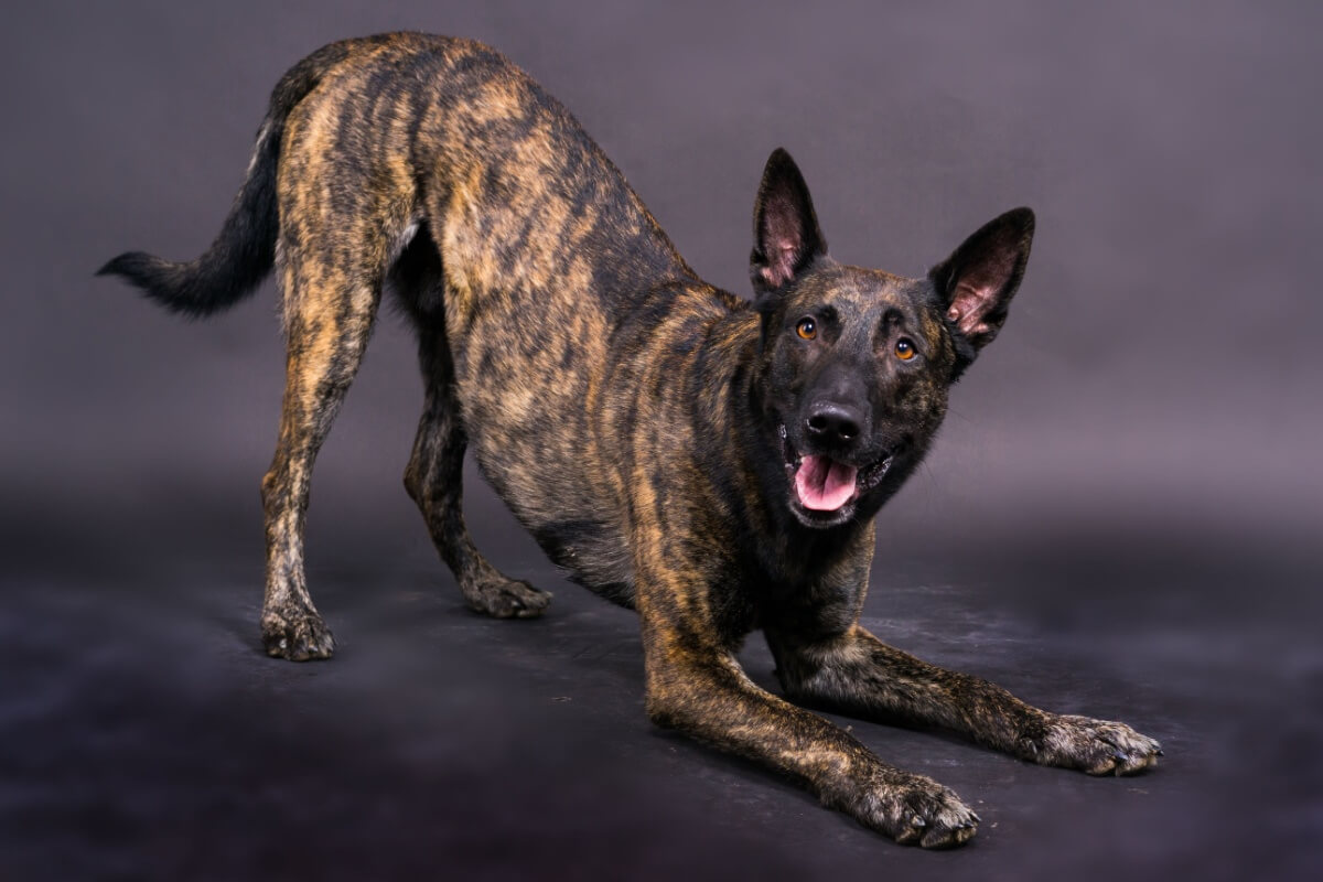 O pastor holandês se destaca como uma das raças mais completas entre os cães pastores 