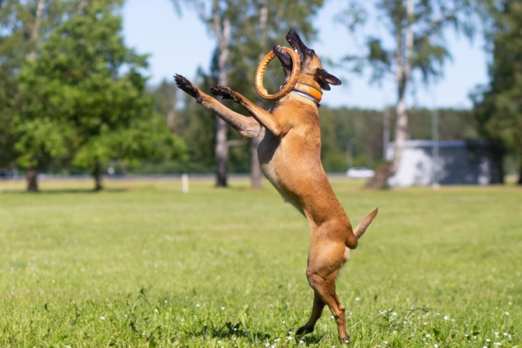 7 raças de cachorro com bastante energia