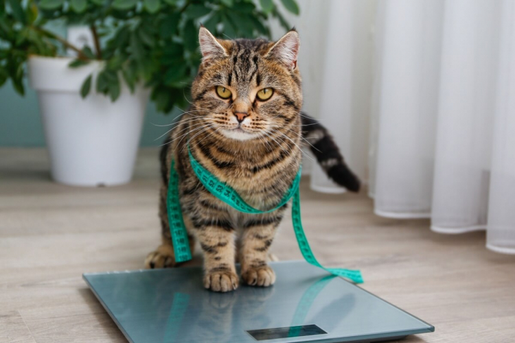 7 riscos da obesidade para cães e gatos