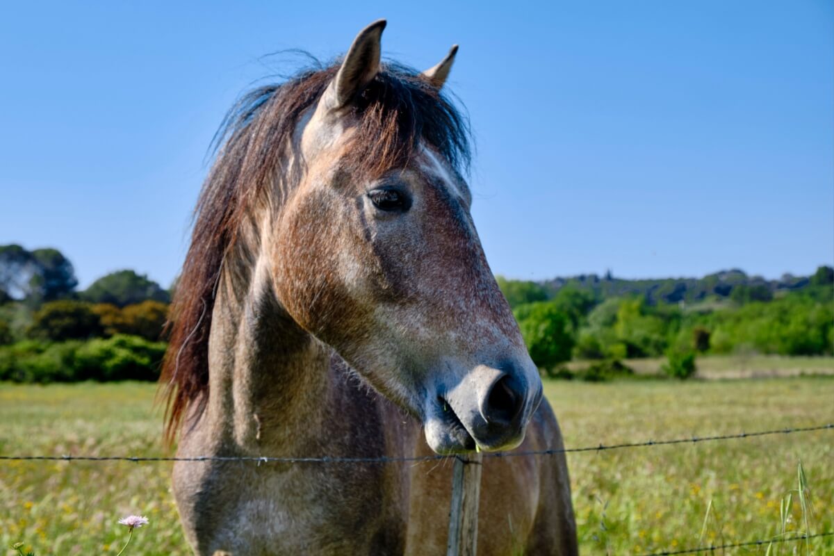 Diversas espécies do reino animal têm dezenas ou até centenas de milhões de receptores olfativos 