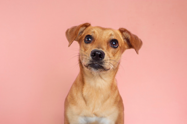 8 curiosidades sobre o vira-lata caramelo