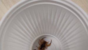 Escorpião encontrado na copa da Câmara dos Deputados