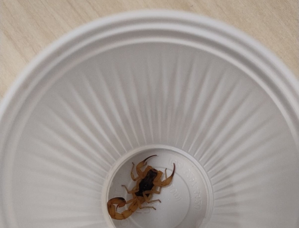 Escorpião encontrado na copa da Câmara dos Deputados