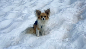 chihuahua heroi na suica