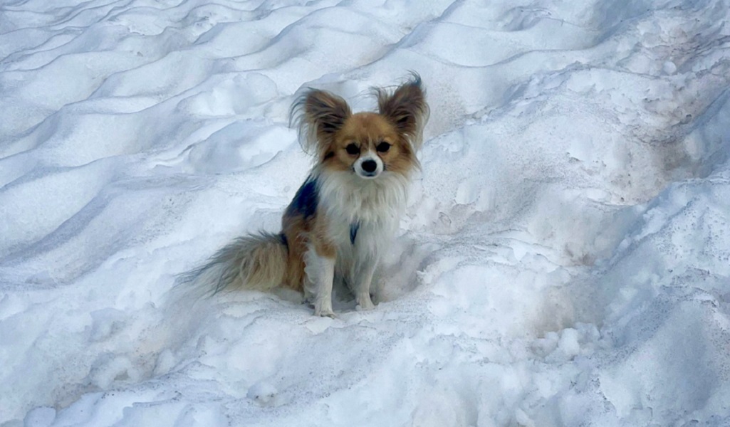 chihuahua heroi na suica