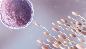 fertilizacao