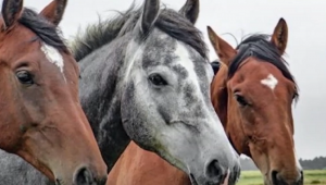 Ração contaminada causa morte de pelo menos 245 cavalos no Brasil