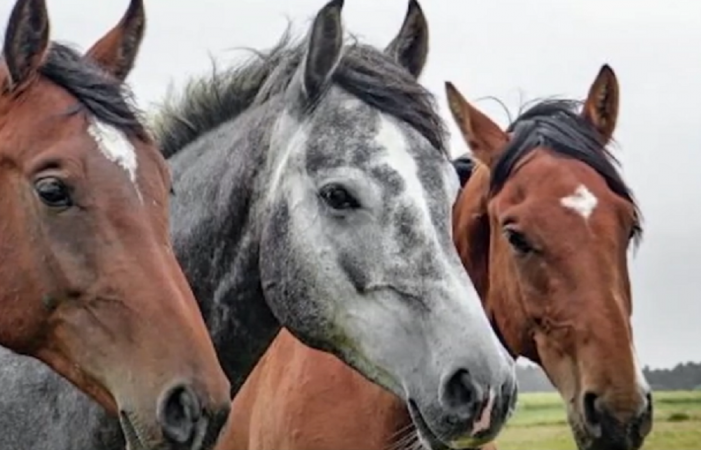 Ração contaminada causa morte de pelo menos 245 cavalos no Brasil