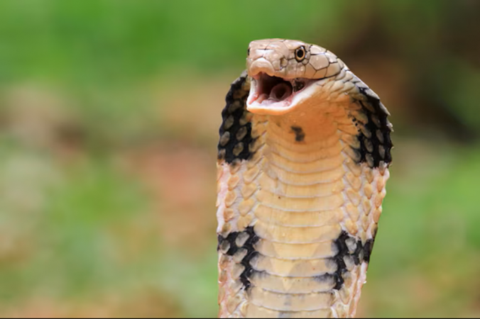 Cobra naja