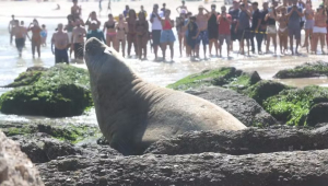 Elefante-marinho na praia de Niterói
