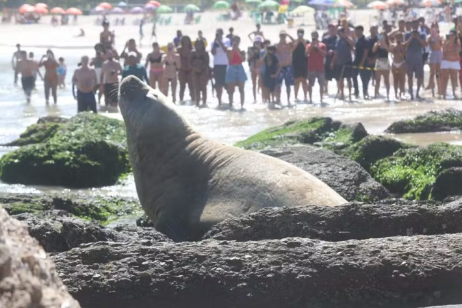 Elefante-marinho na praia de Niterói
