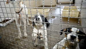 Câmara aprova projeto que proíbe uso de animais em testes de cosméticos Fonte: Agência Câmara de Notícias