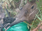 Capivara presa em penhasco de 50 metros é resgatada em SC